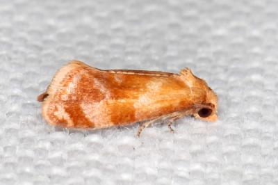 Gynnidomorpha rubricana