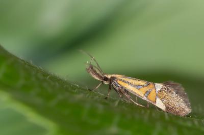Alabonia staintoniella