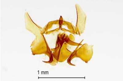 Neocochylis hybridella