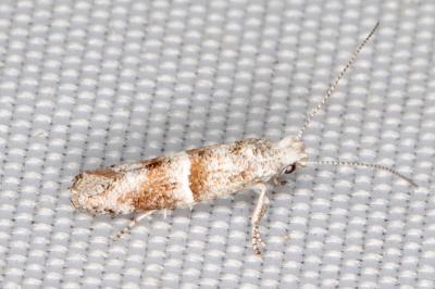 Cedestis subfasciella