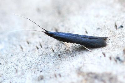 Coleophora albitarsella