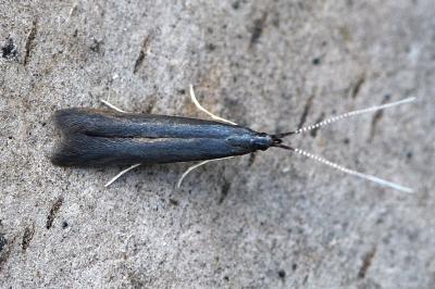 Coleophora albitarsella