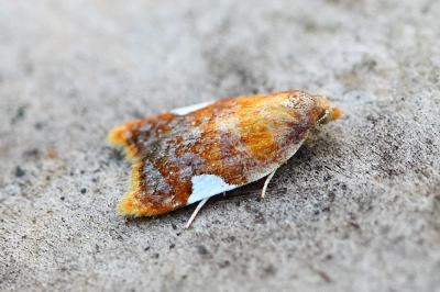 Acleris holmiana