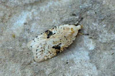 Agonopterix petasitis