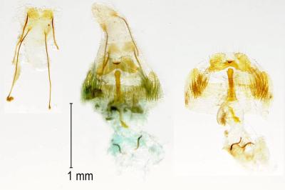 Mompha ochraceella