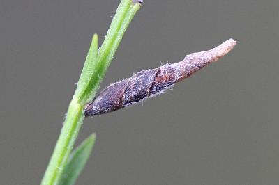 Coleophora calycotomella