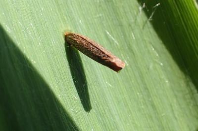 Coleophora spinella