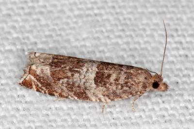 Ancylis achatana