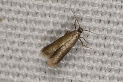 Coptotriche heinemanni