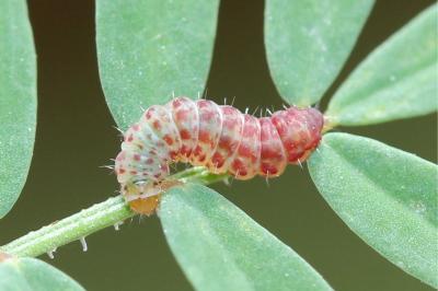 Aproaerema coronillella