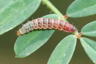 Aproaerema coronillella