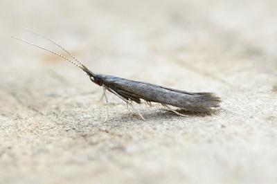 Coleophora albitarsella