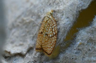 Acleris forsskaleana
