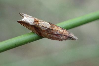 Ancylis uncella