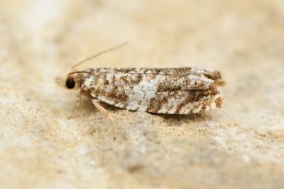 Epinotia abbreviana