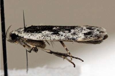 Anacampsis blattariella