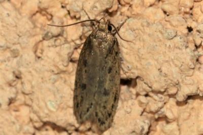 Hofmannophila pseudospretella