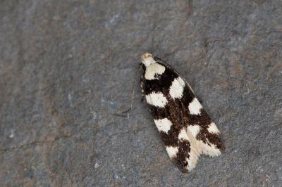 Pseudotelphusa tessella