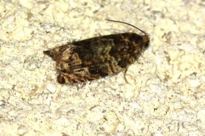 Gypsonoma minutana