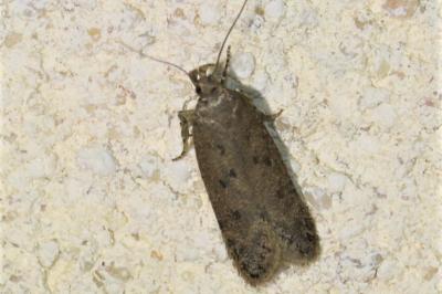 Bryotropha terrella