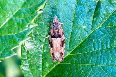 Eudemis profundana