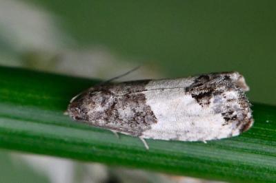 Spilonota ocellana