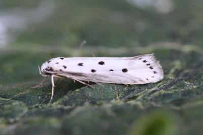 Ethmia terminella