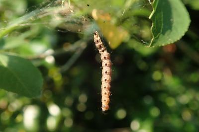 Yponomeuta mahalebella