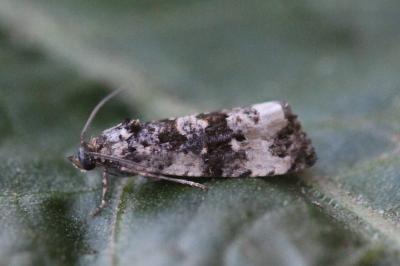 Endothenia