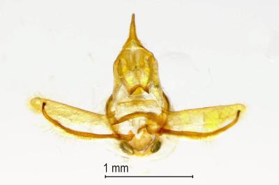 Cnephasia genitalana