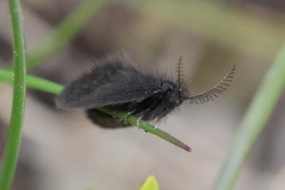 Epichnopterix plumella