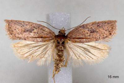 Acleris hyemana