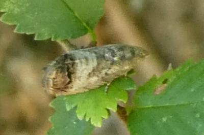 Cydia splendana