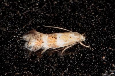 Elachista collitella