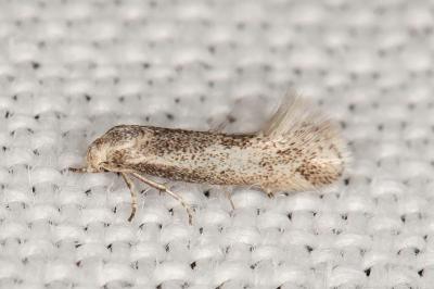 Elachista maculosella