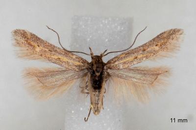 Metzneria santolinella