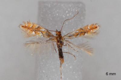 Phyllonorycter cocciferella