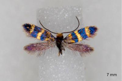 Micropterix aglaella
