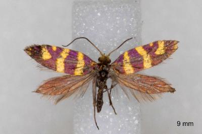 Micropterix allionella