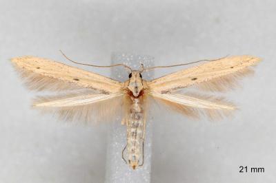 Batrachedra enormis