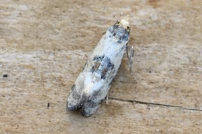 Brevicornutia pallidana