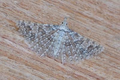 Alucita desmodactyla