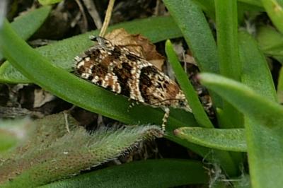 Aterpia anderreggana
