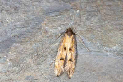 Mompha idaei