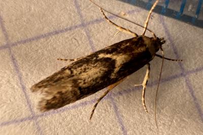 Blastobasis adustella