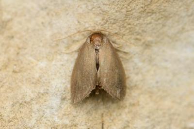 Heterogenea asella