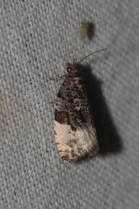 Hedya pruniana