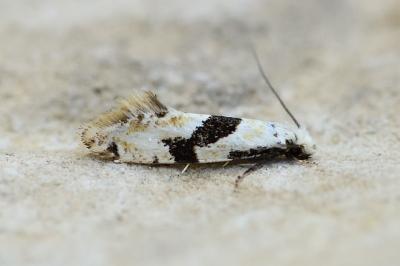 Nemapogon clematellus