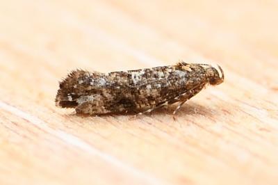 Acrolepia autumnitella