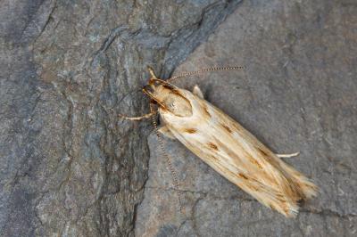 Stomopteryx detersella